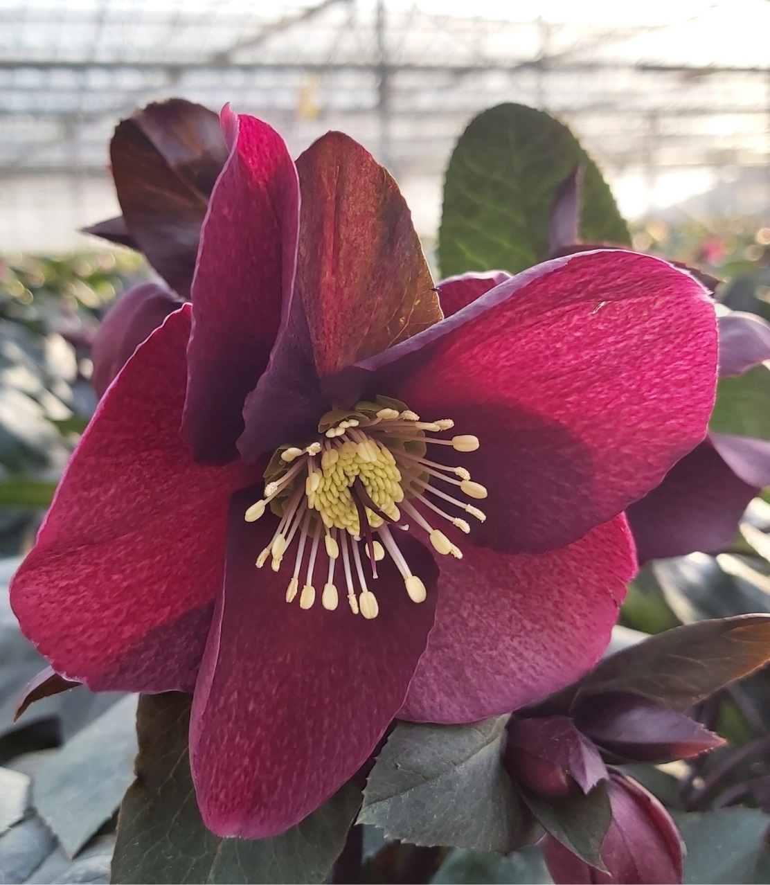 Helleborus Aarendelle