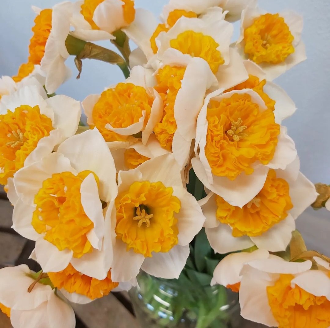 Narcissus Magic: WF Leenen