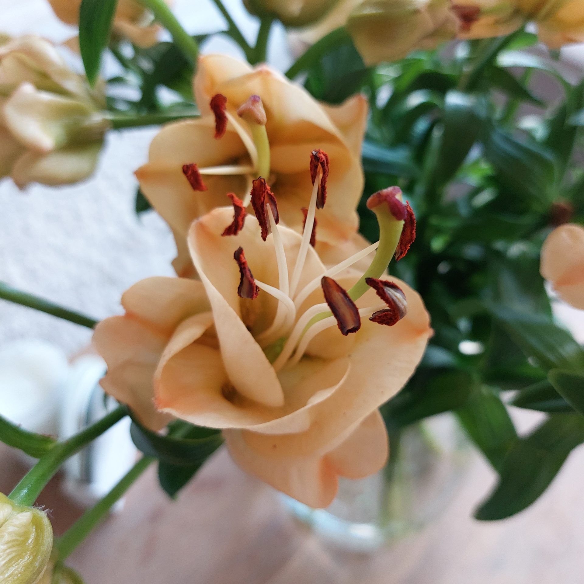 Bredefleur Lilies