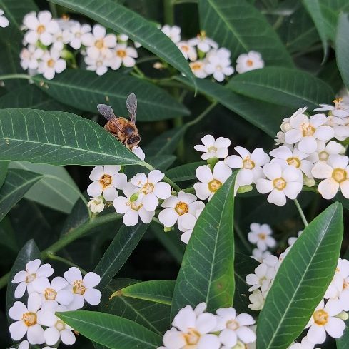 Euphorbia av Luiten Flowers