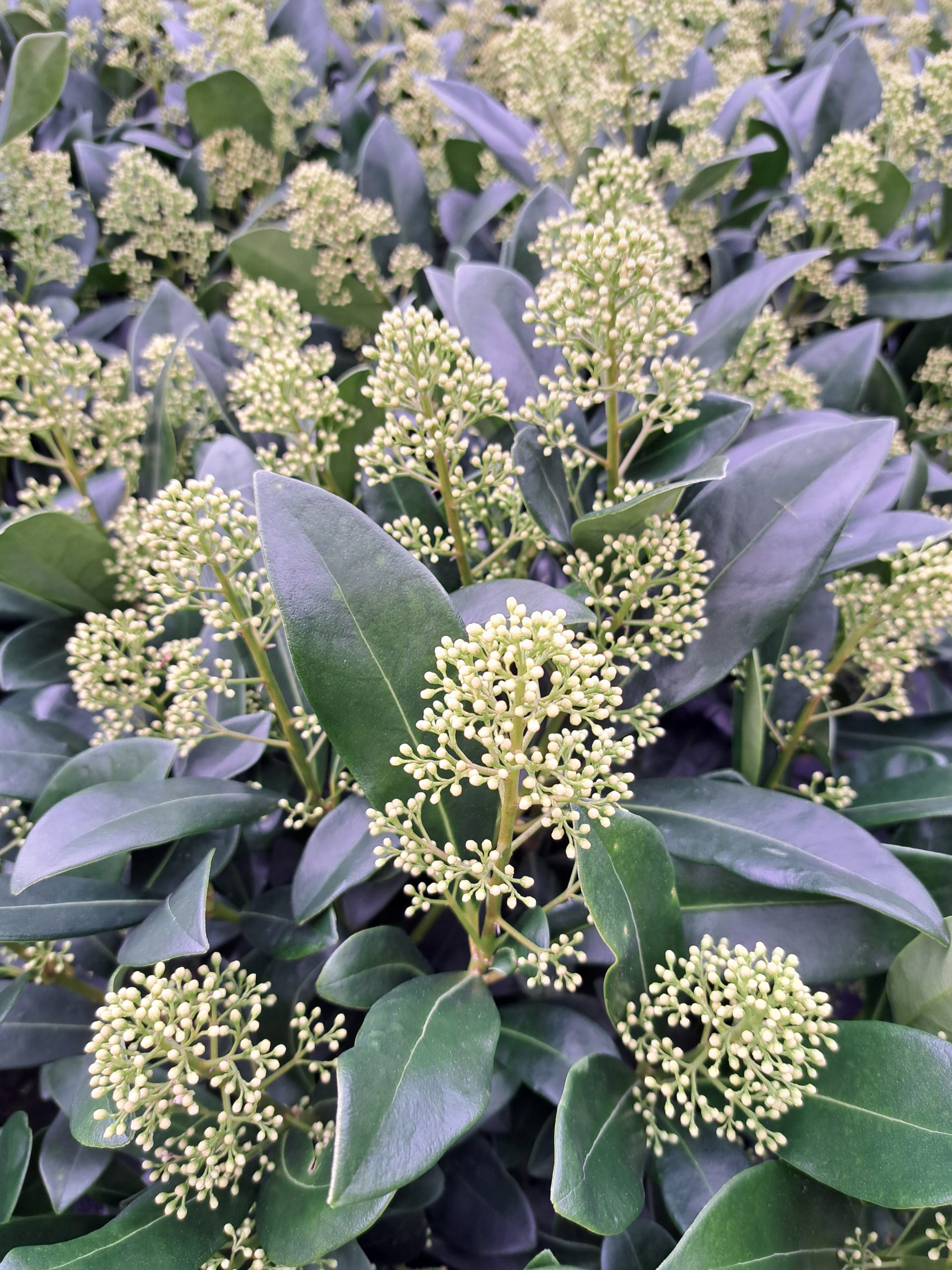 C’est l’heure de Skimmia !