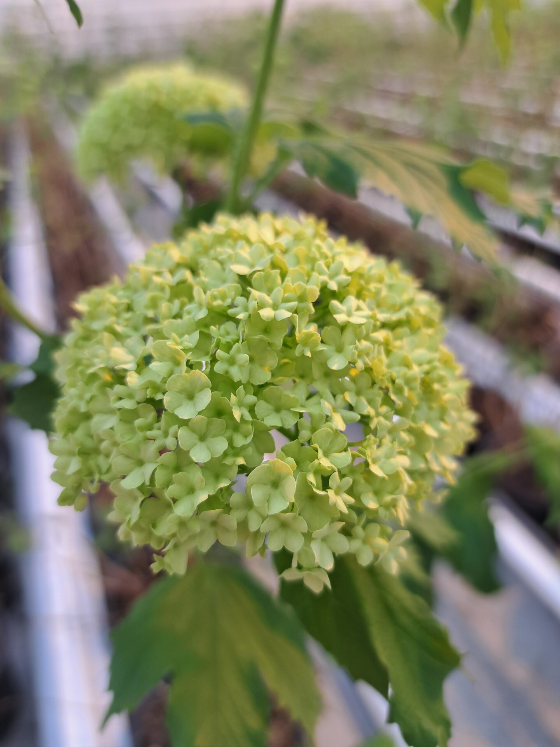 Refreshingly green: Viburnum from Mediaverdi