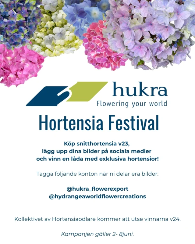 Hukra and @hydrangeaworldflowercreations present:

H O R T E N S I A  F E S T I V A L ! 

Köp snitthortensia v23, lägg upp dina bilder på sociala medier och vinn en låda med exklusiva hortensior!
 
Kollektivet av Hortensiaodlare kommer att utse vinnarna v24.

Kampanjen gäller 2- 8 juni.

#floweringyourworld #hukraflowerexport #blomstergrossist #flowers #flowerexport #exclusiveflowers #florist #blomster #hydrangea #hortensia
