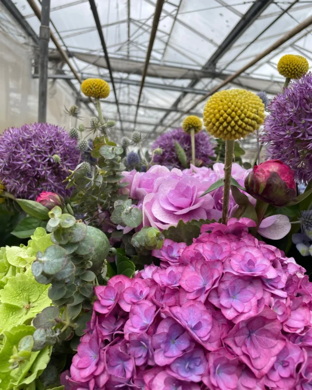 Don't forget to share your Hydrangea creations with us! 😁

#floweringyourworld #hukraflowerexport #blomstergrossist #flowers #flowerexport #exclusiveflowers #florist #blomster