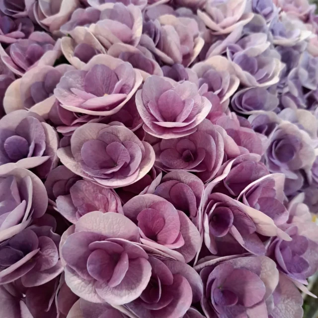 Today's magic! 😍

#floweringyourworld #hukraflowerexport #blomstergrossist #flowers #flowerexport #exclusiveflowers #florist #blomster #hydrangea #dahlia #amaranthus #campanula #chrysanthemum #matthiola #oxypetalum #peonies #lathyrus