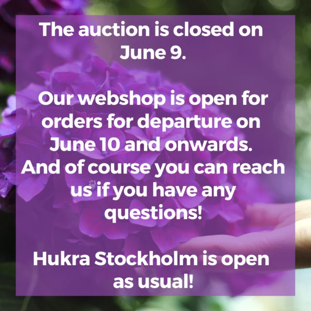 The auction is closed on Monday June 9.

Our webshop is open for orders for departure on June 10 and onwards. 
And of course you can reach us if you have any questions!

Hukra Stockholm is open as usual!

#floweringyourworld #hukraflowerexport #blomstergrossist #flowers #flowerexport #exclusiveflowers #florist #blomster