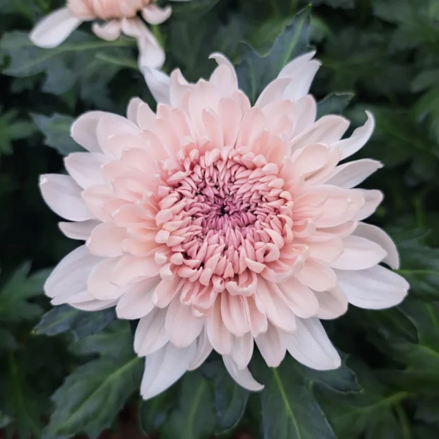 Nice varieties that we spotted at @deliflor_chrysanthemums last week! 😍

#floweringyourworld #hukraflowerexport #blomstergrossist #flowers #flowerexport #exclusiveflowers #florist #blomster #chrysanthemum #chrysanthème #krysantemum #deliflor #deliflorchrysanten