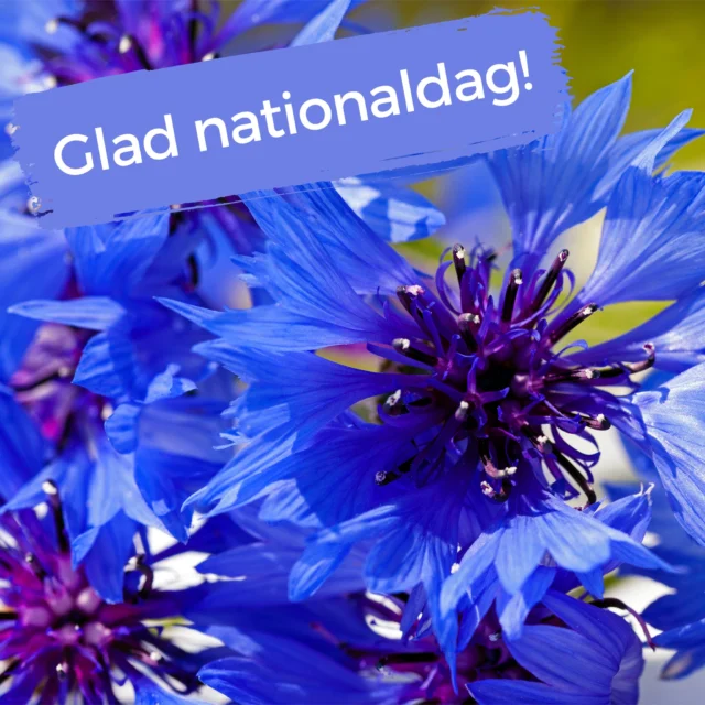 Glad nationaldag! 🇸🇪

#floweringyourworld #hukraflowerexport #blomstergrossist #flowers #flowerexport #exclusiveflowers #florist #blomster