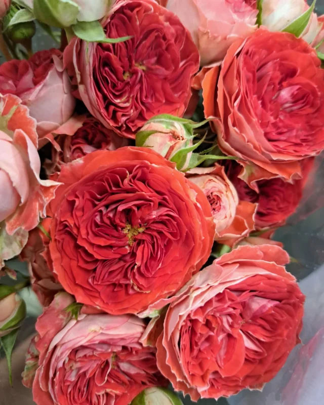 Summer Vibes are strong with this amazing Spray Rose Catching Trendsetter! 😍🌞

@interplantroses 
@worldofsprayroses 

#floweringyourworld #hukraflowerexport #blomstergrossist #flowers #flowerexport #exclusiveflowers #florist #blomster #sprayroses #roses #worldofsprayroses #interplantroses